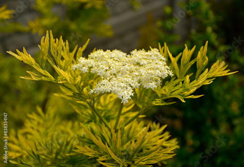 Obraz na płótnie Bez czarny, dziki bez czarny (Sambucus nigra), czarny bez odmiana Golden Tower, variety Golden Tower, elder, elderberry, black elder, European elder, European elderberry, European black elderberry w salonie