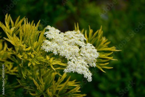 Bez czarny, dziki bez czarny (Sambucus nigra), czarny bez odmiana Golden Tower, variety Golden Tower, elder, elderberry, black elder, European elder, European elderberry, European black elderberry