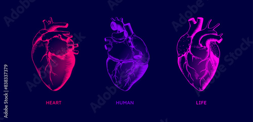 Anatomy heart. Human cardiology organ. Science body line art. Medical health tattoo like vintage sketch. Heartbeat pulse. Cardiac artery or vein. Medicine diagnostic. Vector background