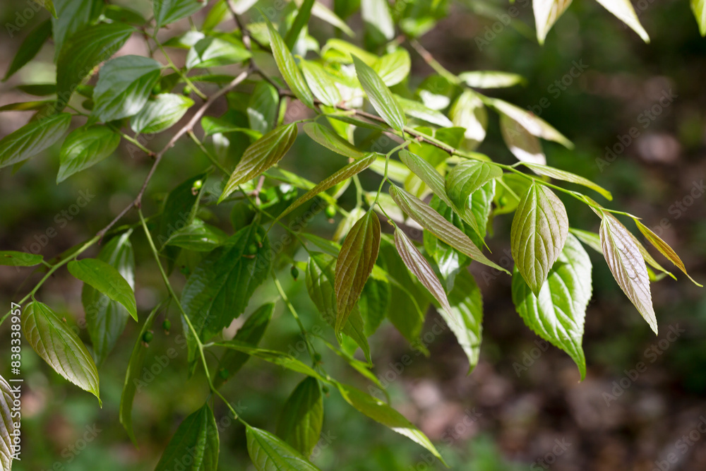 Fototapeta premium Giant dogwood trunk and green leaves Cornaceae deciduous tall tree