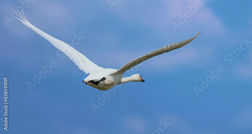 swan in the sky