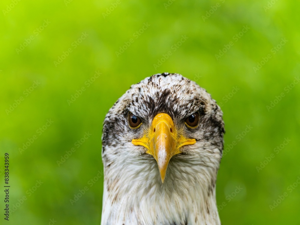 American bald eagle portrait. close-up view, its intricate feathers and distinctive yellow beak showcased against a softly blurred natural backdrop, evoking a sense of wild beauty. American bald eagle portrait. close-up view, its intricate feathers and distinctive yellow beak showcased against a softly blurred natural backdrop, evoking a sense of wild beauty.