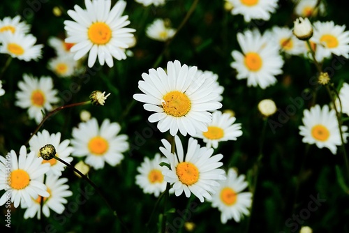 Daisies Blossoming In Autumn Making Garden Adorable