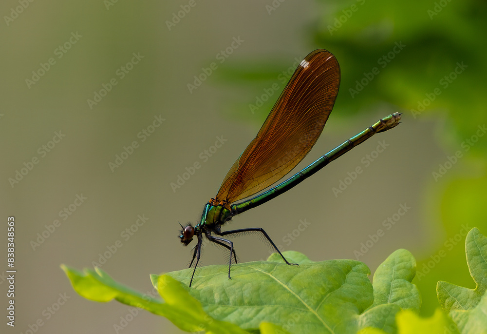 Closeup of a dragonfly perched on a green leaf Closeup of a dragonfly perched on a green leaf