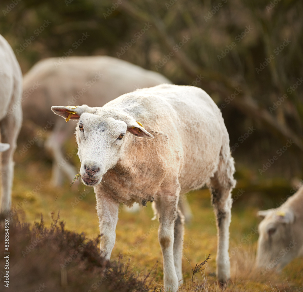 Sheep, animal and farm in countryside with eco friendly, sustainability and lamb for wool production. Soil, meat and agriculture outdoor with livestock, grass field and meadow in the morning Sheep, animal and farm in countryside with eco friendly, sustainability and lamb for wool production. Soil, meat and agriculture outdoor with livestock, grass field and meadow in the morning