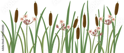 lesser bulrush and flowering rush, narrowleaf cattail, reedmace, vector drawing wild plants at white background,floral border, hand drawn botanical illustration