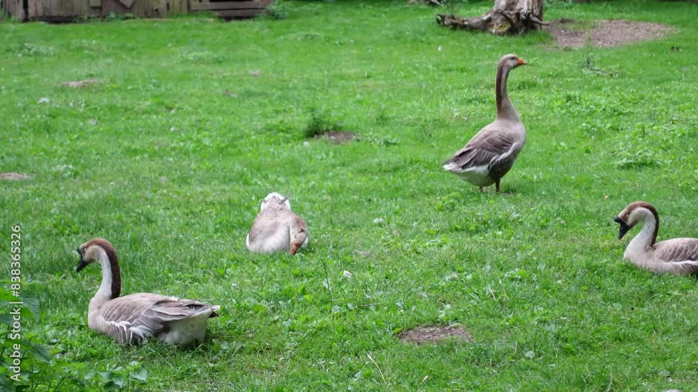 Farm goose on green loan in the summer Farm goose on green loan in the summer