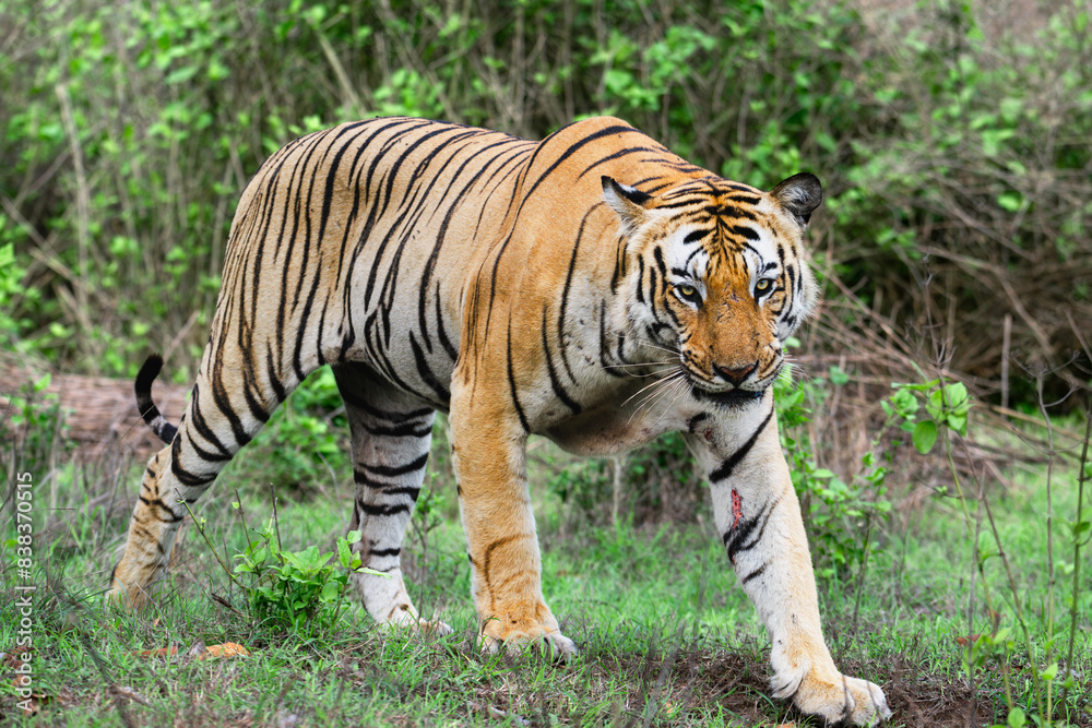 Tiger Tiger