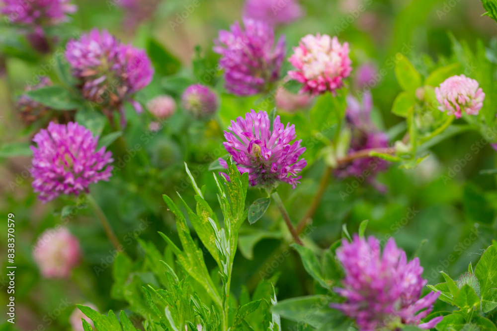 clover flower close-up, botany.Trifolium rubens clover flower close-up, botany.Trifolium rubens