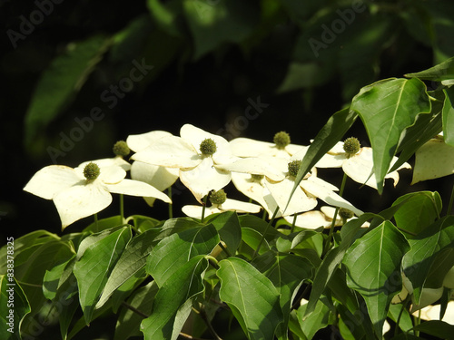 Chinese dogwood, Cornus kousa, bloomed within the woodlands of Northampton County, Pennsylvania. photo