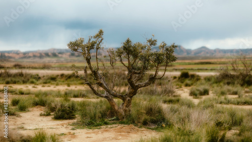 landscape with trees