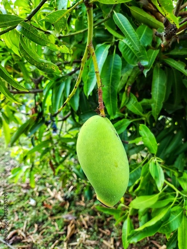 green mango in tree ready for harvesting HD photo