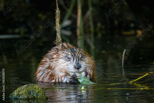 A muskrat sits in the water and eats greens toward the camera lens on a sunny summer day. photo