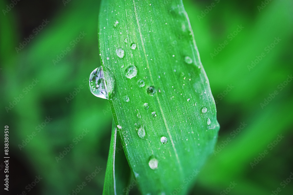 Rain drops on elongated grass leaf with one big drop on the edge ready to fall on blurry background Rain drops on elongated grass leaf with one big drop on the edge ready to fall on blurry background