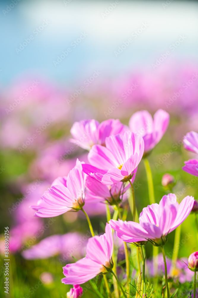 Beautiful blossom pretty pink cosmos flower and sunset light in the garden Beautiful blossom pretty pink cosmos flower and sunset light in the garden