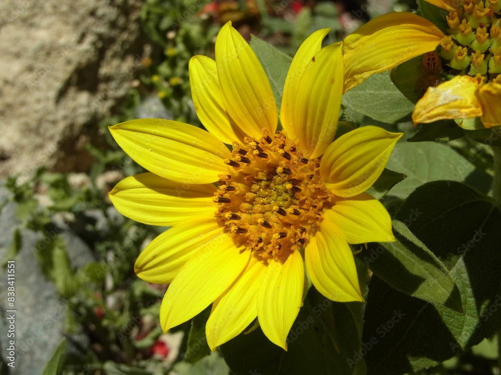 Girasole
