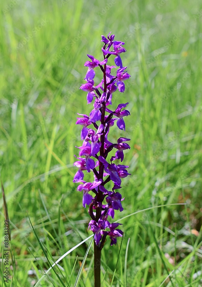 Obraz premium Epi de fleurs violettes d'Orchis mâle (Orchis mascula) se dressant dans une prairie ensoleillée.