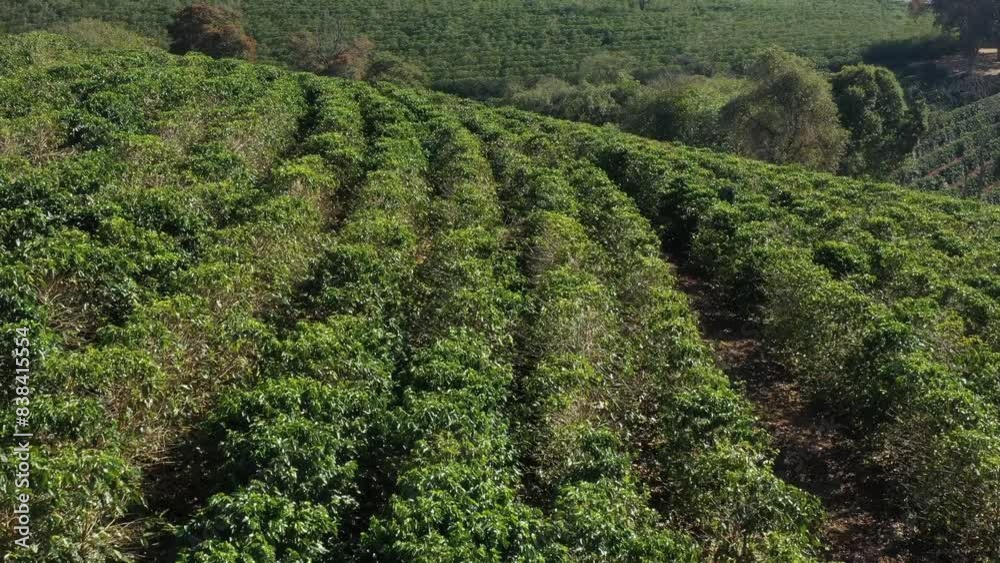 coffee, crop, plantation, fruit, nature, soil, land, food coffee, crop, plantation, fruit, nature, soil, land, food
