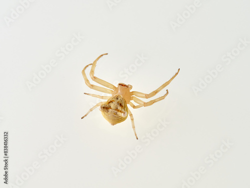 Female Yellow European Crab Spider on a white background. Thomisus onustus. photo