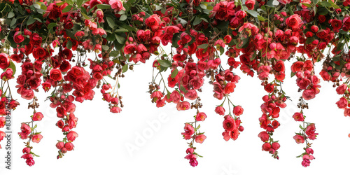 PNG Red flowers outdoor pattern nature