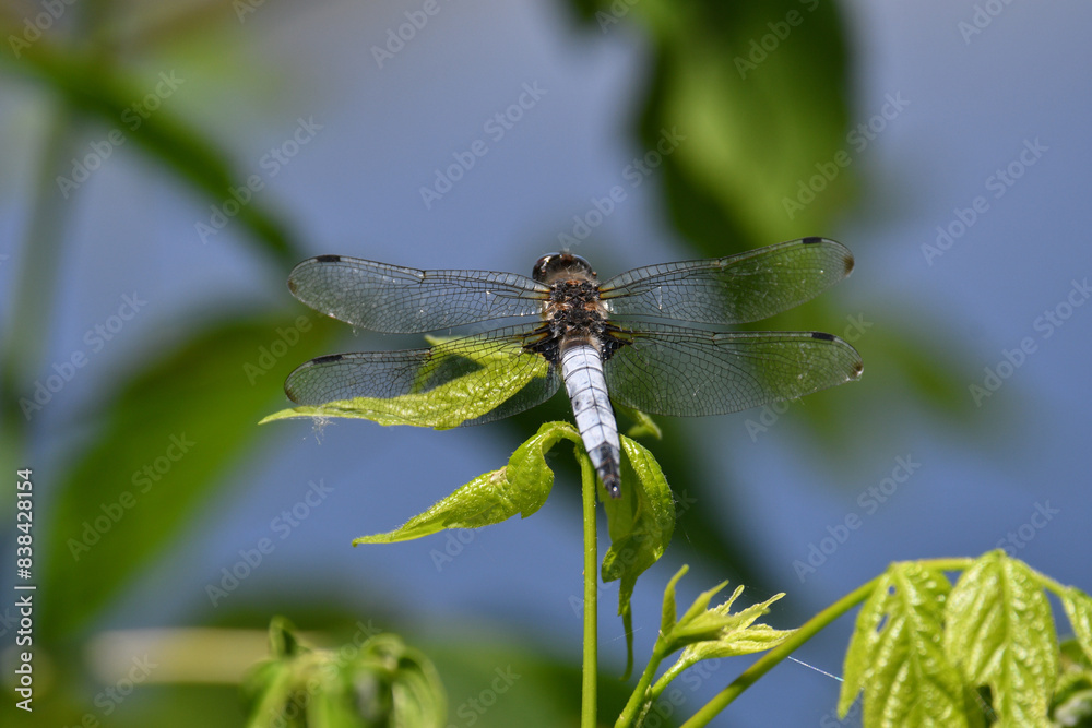 A black tailed skimmer dragonfly (Orthetrum cancellatum) sitting on a twig in a nature reserve in Badar, Macedonia. A black tailed skimmer dragonfly (Orthetrum cancellatum) sitting on a twig in a nature reserve in Badar, Macedonia.