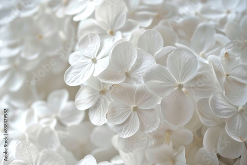 White flowers background 