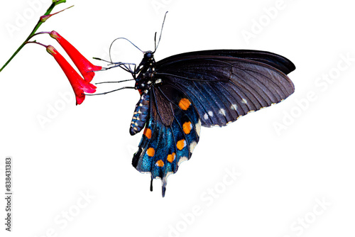Tableau sur toile Pipevine Swallowtail (Battus philenor) Photo, Feeding on Fountain plant ((Russel
