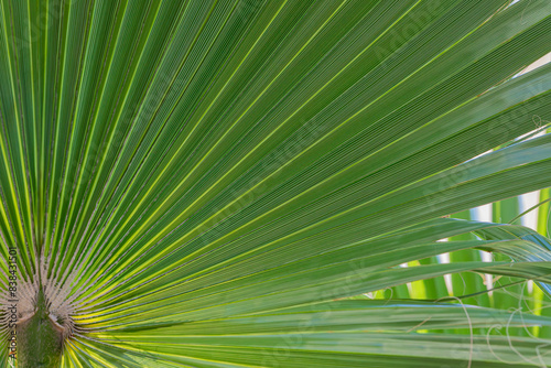 palm tree leaf close up