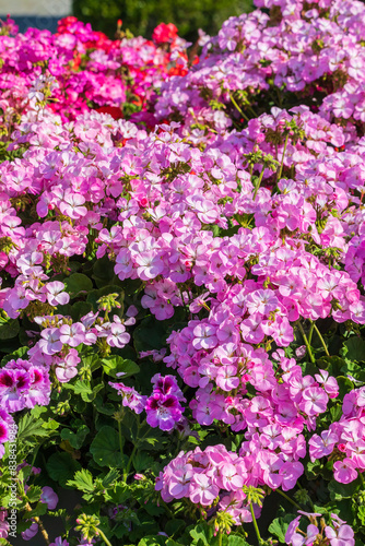 Petunia blooming on the boulevard in Baku