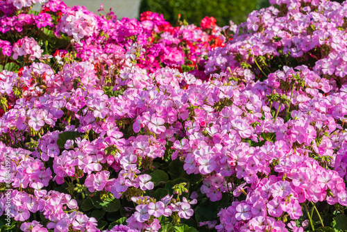 Petunia blooming on the boulevard in Baku