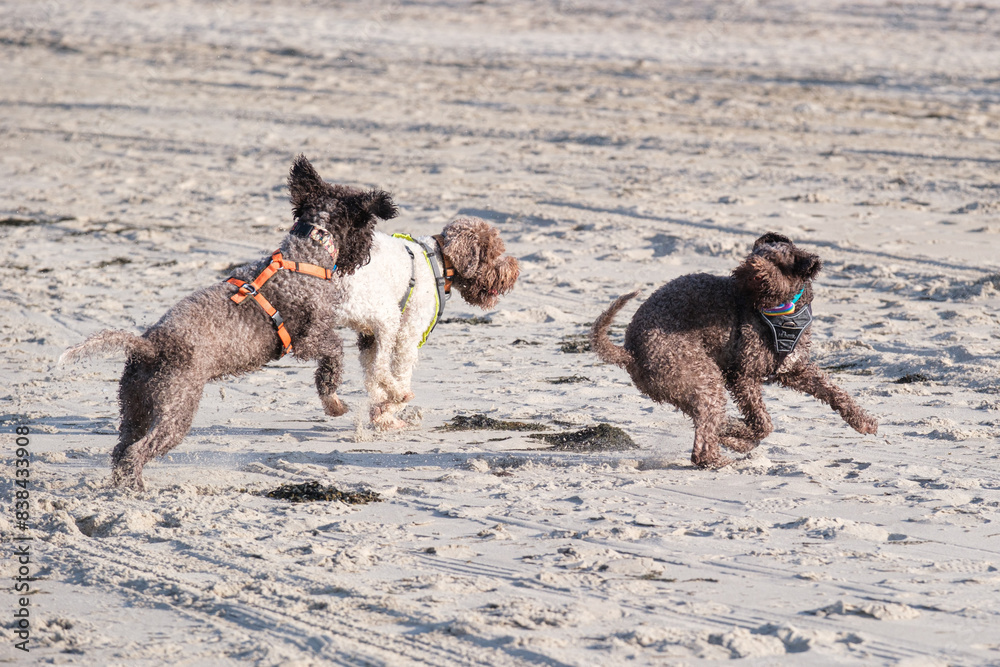 Naklejka premium Lagotto romagnolo am Strand