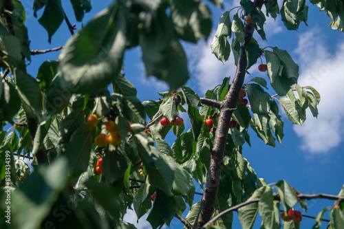 Red sweet cherries on a branch in sunny weather