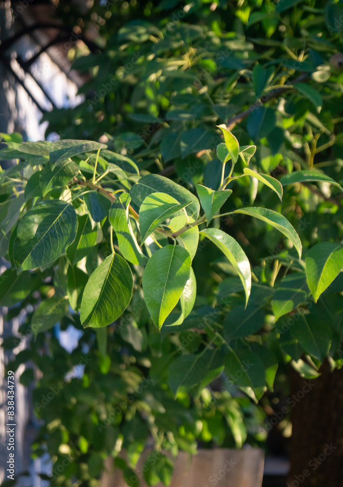 Tree leaves in sunlight. Pear tree leaves in sunlight