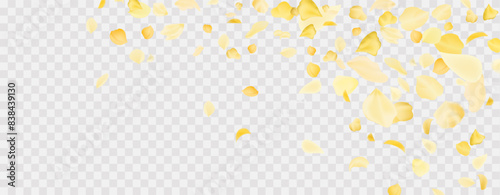 Yellow falling rose or sunflowers petals.Transparent panoramic horizontal background.Amber flower spring template.