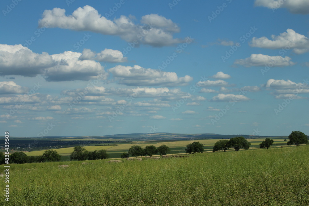 Naklejka premium A grassy field with trees and blue sky