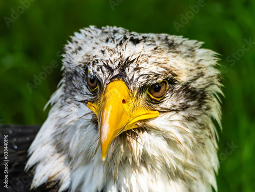 American bald eagle portrait. close-up view, its intricate feathers and distinctive yellow beak showcased against a softly blurred natural backdrop, evoking a sense of wild beauty. © MD Media