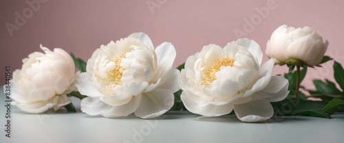 Creative layout made of white peony flower on pastel background Minimal style composition. photo