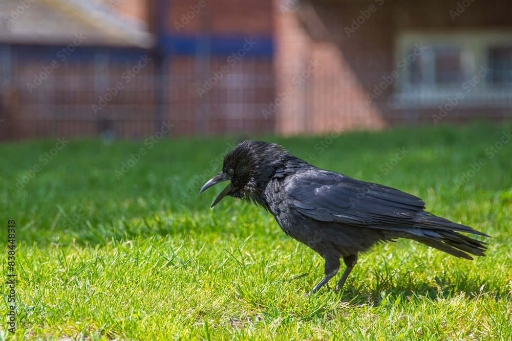 Obraz premium A Crow cawing with its beak open. Taken against a green bokeh background. The Carrion Crow is a member of the Corvid family of birds. 