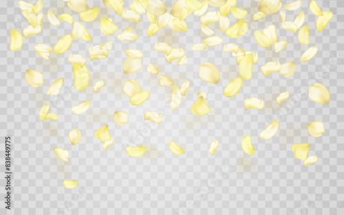 Yellow falling rose or sunflowers petals.Transparent panoramic horizontal background.Amber flower spring template.