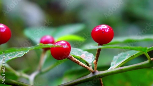 Solanum neesianum (Lycianthes subtruncata, Lycianthes neesiana). Nees Nightshade is a shrub 1-2 m tall, velvet-hairy with simple rising up hairs, becoming hairless photo