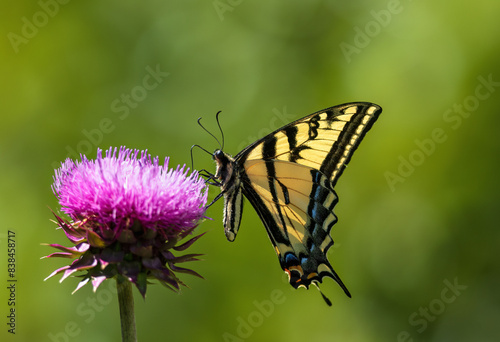 Photography A Western Tiger Swallowtail butterfly pollinating on a pink thistle flower in Colorado