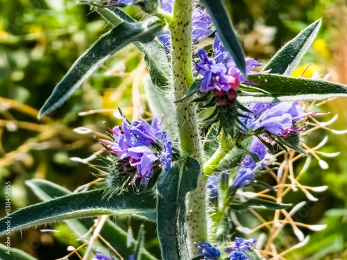 Echium plantagineum flower close up. Purple violet viper's bugloss or Paterson's curse, in the Boraginaceae family photo