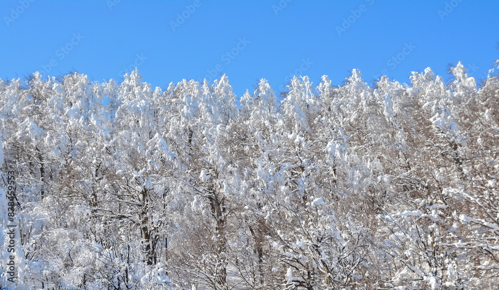 Cold Winter Mountain. Winter landscape. Snowy forest and blue sky. Cold Winter Mountain. Winter landscape. Snowy forest and blue sky.