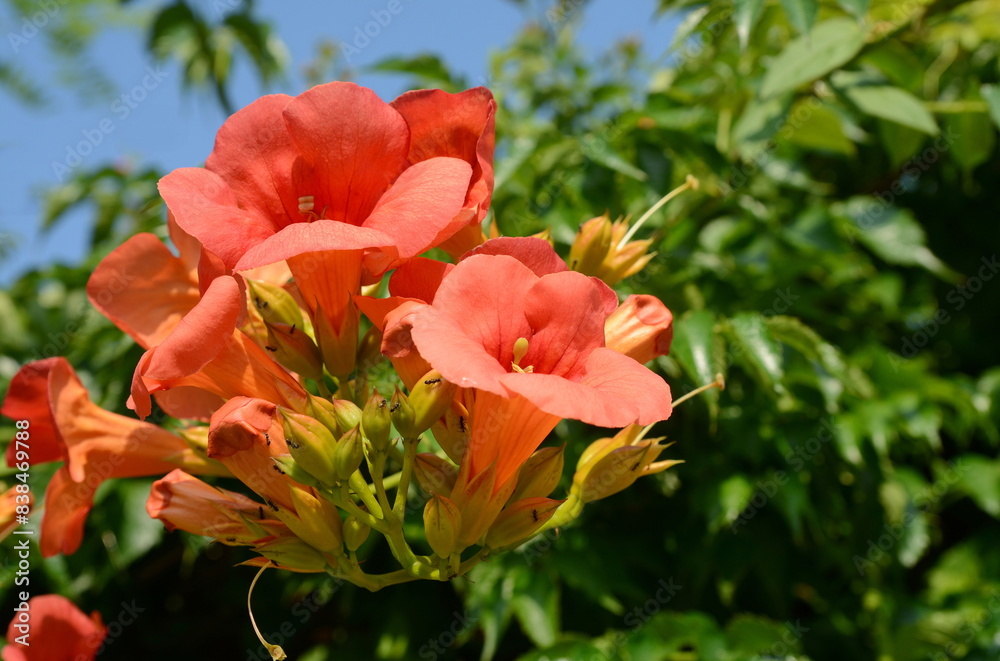 Close-up of trumpet vine (Campsis radicans) with details of flowers and foliage. This climbing plant is also called trumpet climber ou Virginian trumpet flower. Close-up of trumpet vine (Campsis radicans) with details of flowers and foliage. This climbing plant is also called trumpet climber ou Virginian trumpet flower.