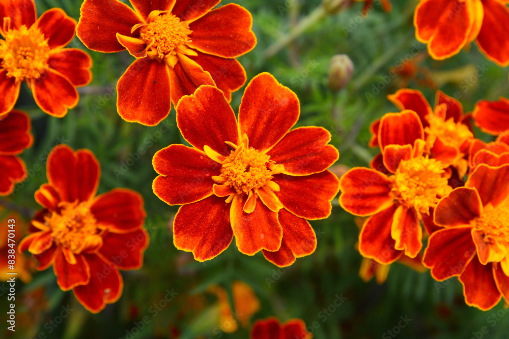 Bright orange marigold flowers with green leaves growing on thin stems in garden, Twilight Bright orange marigold flowers with green leaves growing on thin stems in garden, Twilight