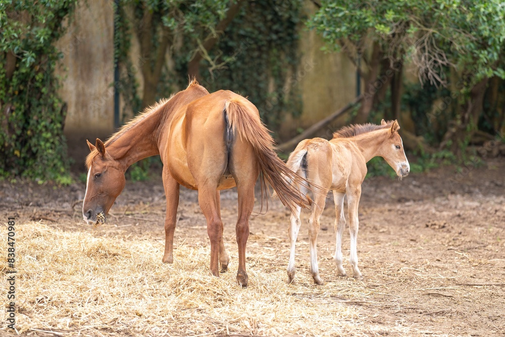 Fototapeta premium animal brown horse and foal grazing together