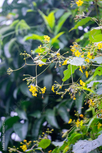 Stigmaphyllon diversifolium. Stigmaphyllon is a genus in the Malpighiaceae, a family of about 75 genera of flowering plants