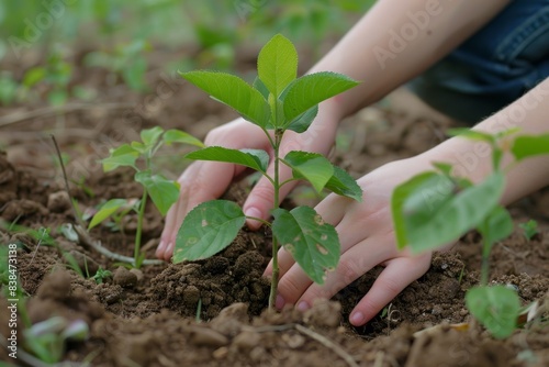 Hands Planting a Young Tree - Growth, Sustainability, and Environmental Responsibility