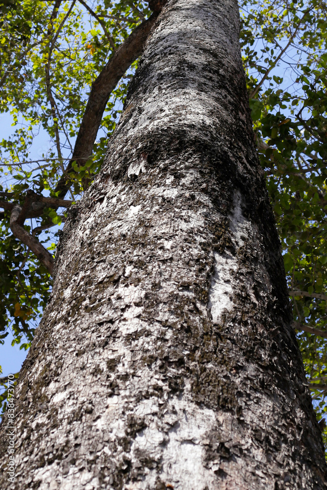 Big and tall tree with branches Big and tall tree with branches