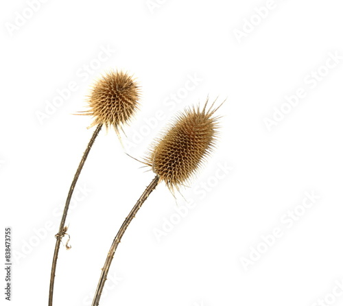 Dry thistle isolated on a white background